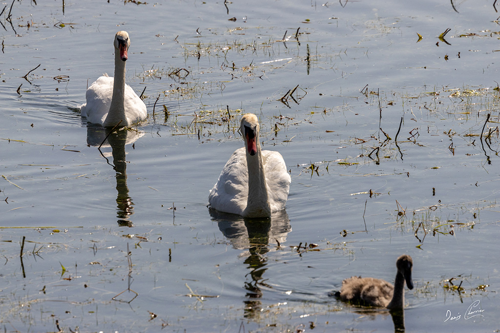 Famille de cygnes tuberculé nageant sur le lac